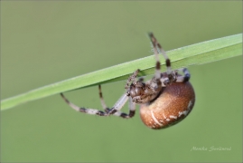 <p>KŘIŽÁK ČTYŘSKVRNNÝ (Araneus quadratus) ---- /Four-spot orb-weaver - Vierfleckkreuzspinne/</p>